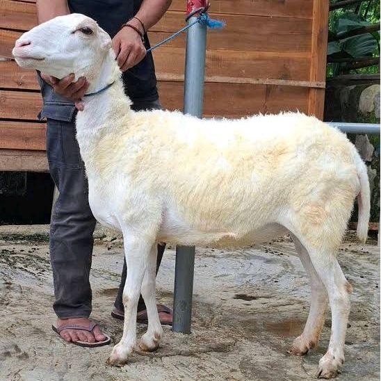 Domba laki laki untuk hewan kurban