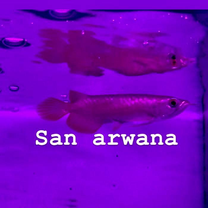 Banjar Red Banjar Arwana Banjar Arowana Terbaru 