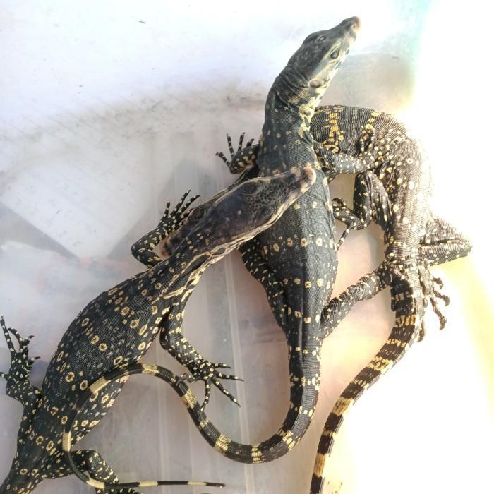 Ready SJ biawak salvator baby jinak