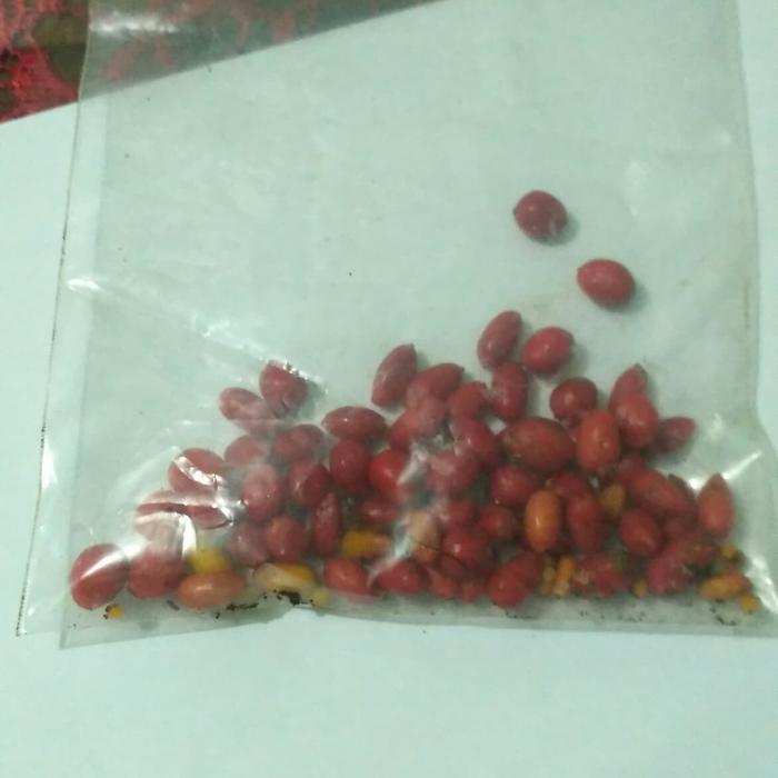 READY Biji Aglonema pictum tricolor/benih bunga
