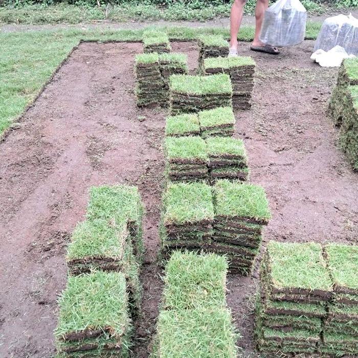 1 Makam Rumput Jepang Hidup Fresh Ukuran 15 X 15 Cm Siap Tanam Untuk 1 Makam - Rumput Makam