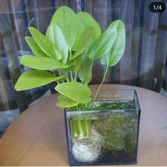 [ COD Pasti bisa tanaman hias melati air Tanaman hias hidup Tanaman hias hidup ]