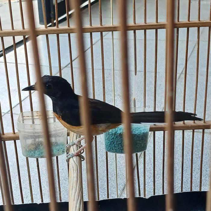 burung murai batu betina siap produksi
