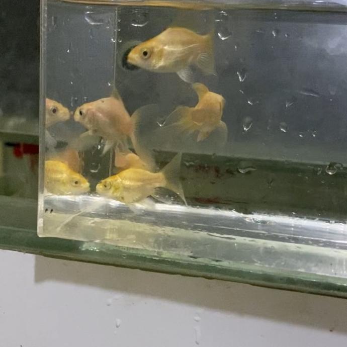 Koi hudielong golden mandarin