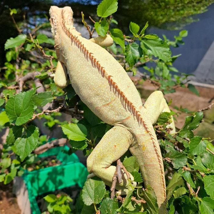 Spesial Promo Snow Iguana Adult Dewasa Siap Kawin