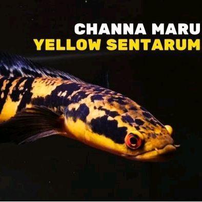 Paket Reseller Chana Yellow Sentarum /10/20/30 chana ys cana maru