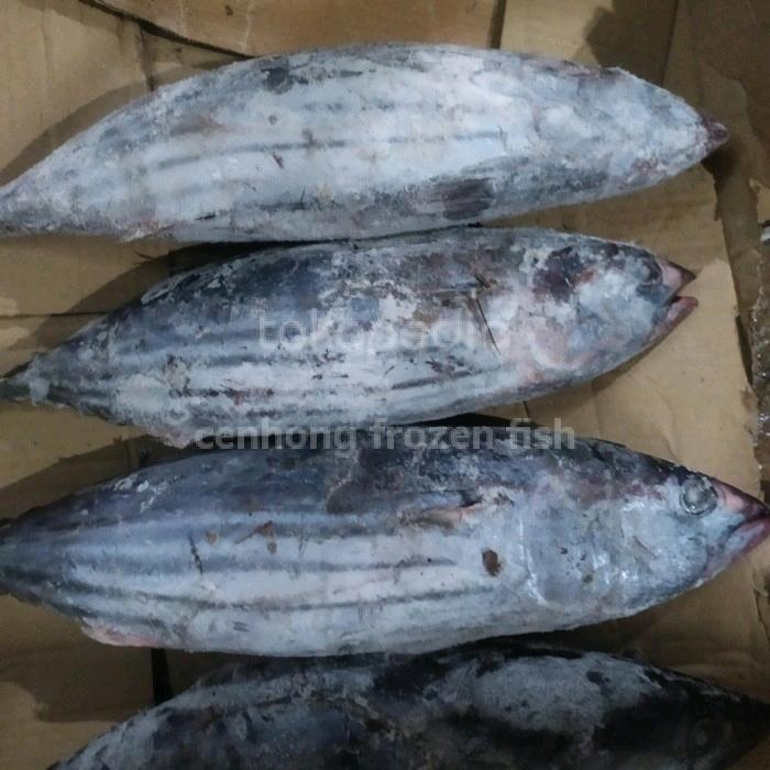 ikan cakalang beku segar