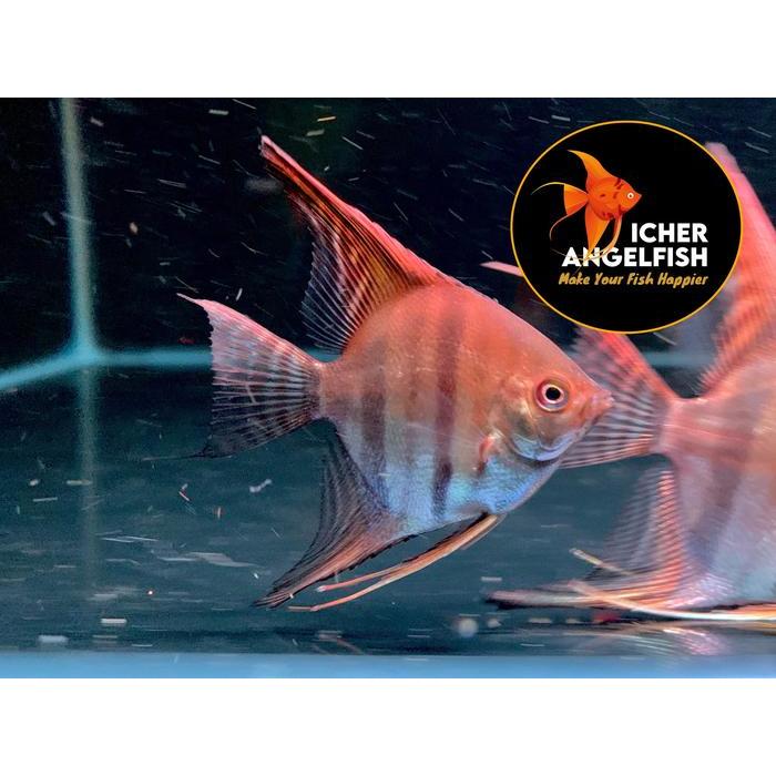 Manfish Red Shoulder Ikan Hias Air Tawar Angelfish Red Shoulder Terbaru 