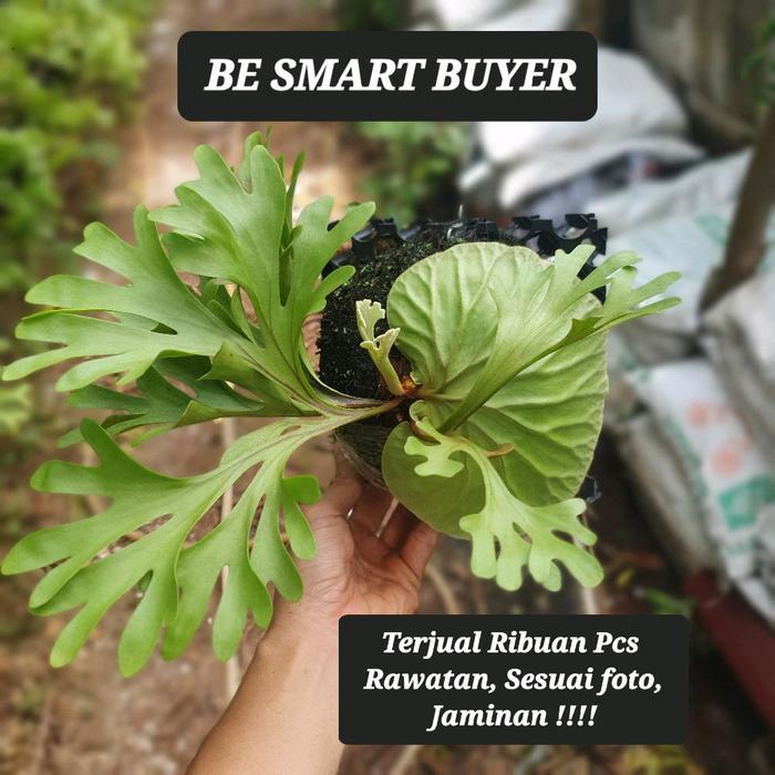 Platycerium Ridleyi / Simbar Menjangan / Tanduk Rusa Kalimantan