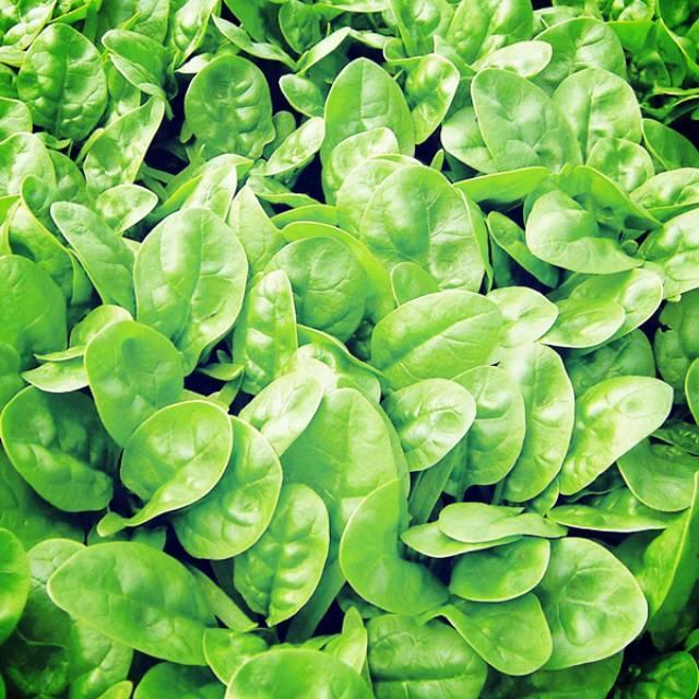 JT Ready Bibit Unggul Bayam Spinach F1 Benih Bayam Brazil