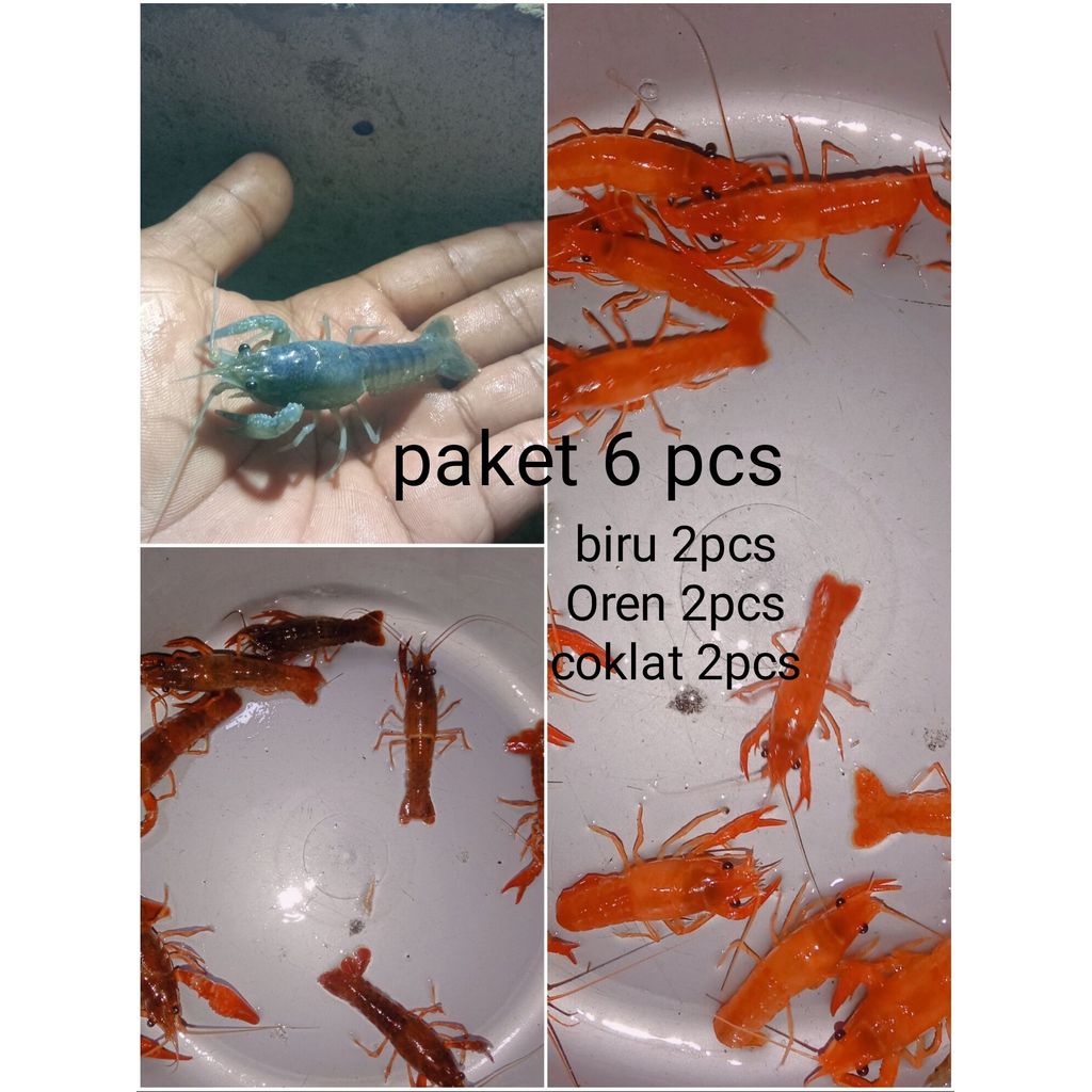 paket lobster air tawar hiasan/dekorasi, aksesoris akuarium aquascaoe