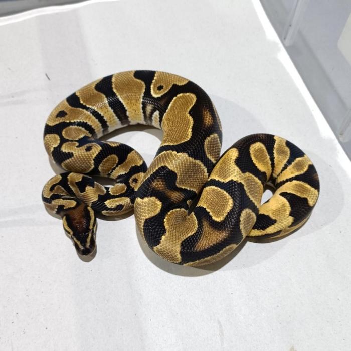 SALE ball python orange dream enchie het.clown male juve 600 gram