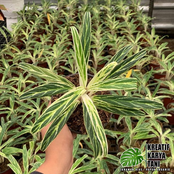Tanaman hias aglonema bambu - Aglonema bamboo