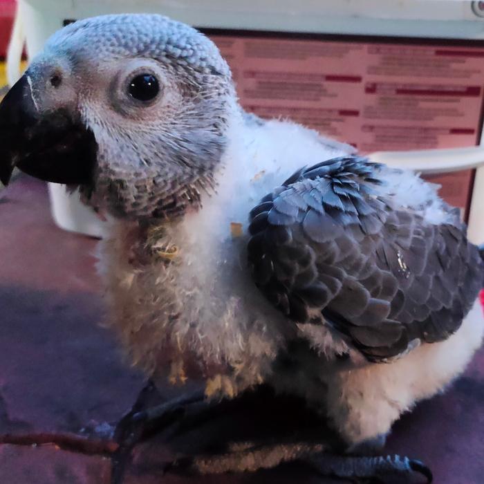 baby african grey parrot
