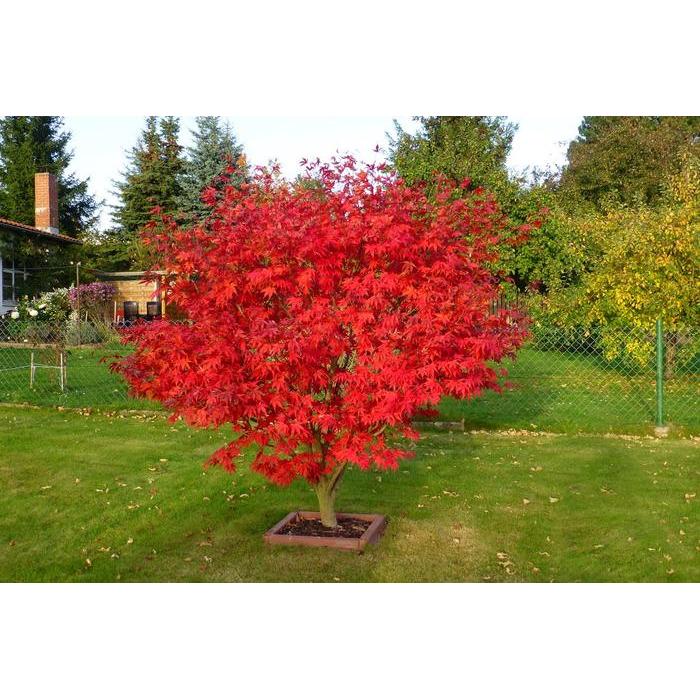 NW Benih Biji Red Maple Jepang Inazuma Tree Red Maple Pohon Maple Unik