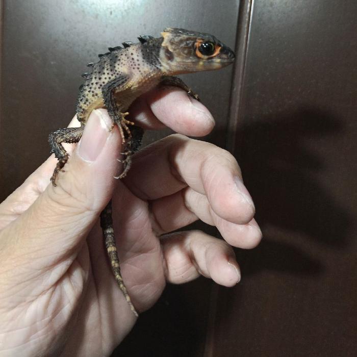 Spesial Promo KADAL DURI MATA MERAH CROC SKINK RED EYED