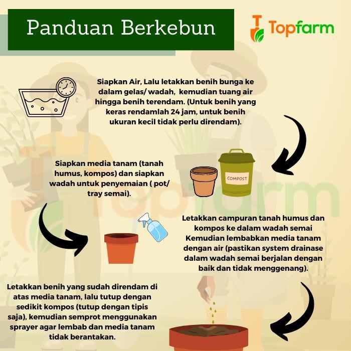 Benih Pakcoy Premium / Benih Pakcoy / Bibit Pakcoy / Benih Tanaman Pakcoy / Biji Pakcoy