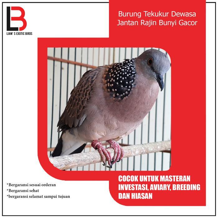 Ready Burung Tekukur Dewasa Jantan Rajin Bunyi Gacor