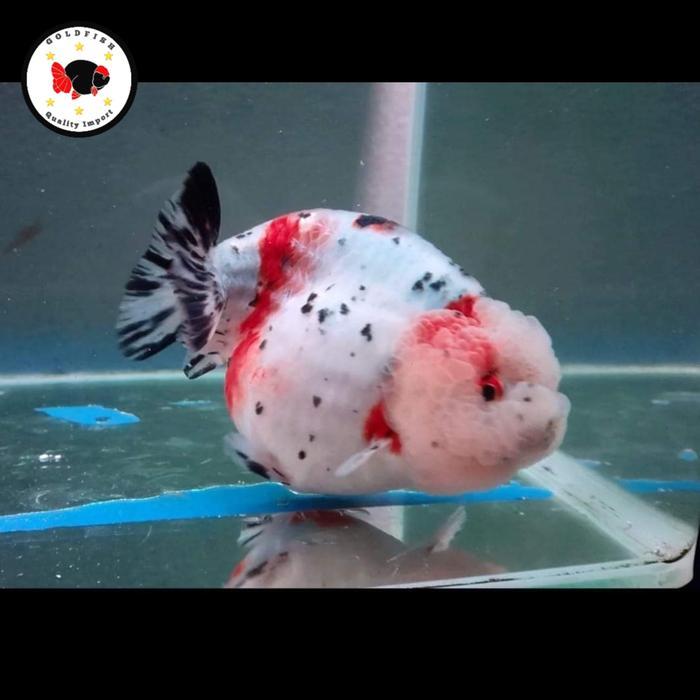 Ikan Mas Koki Rancu Short Body Rancu Calico Rancu Fancy Terbaru 