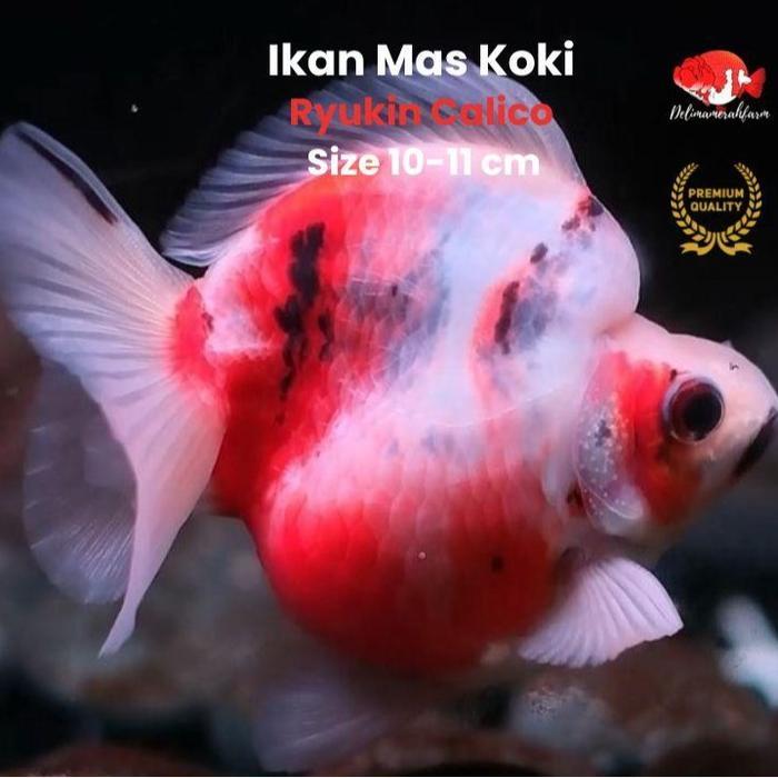 Mas Koki Ryukin Calico Size 10-11 Cm High Quality Terbaru 