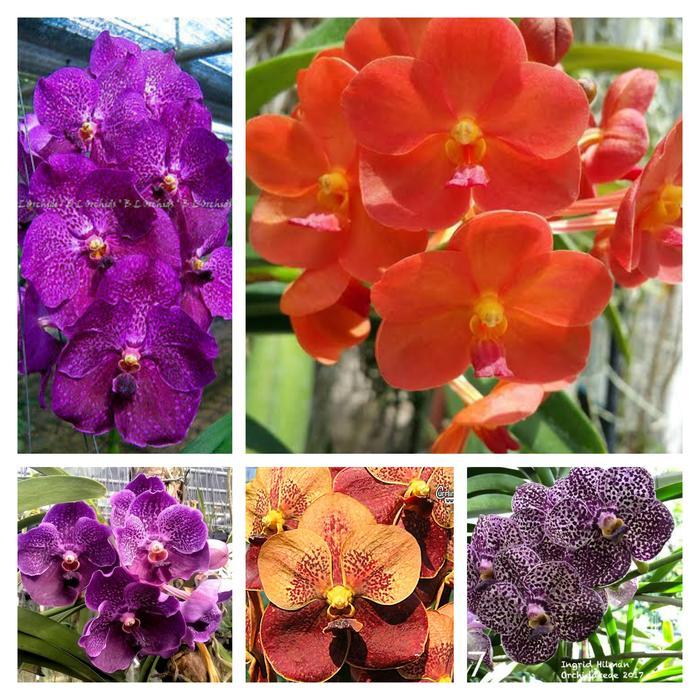 Yuxurystore- Tanaman Anggrek Vanda Spike Atau Knop /Sudah Ada Calon Bunga