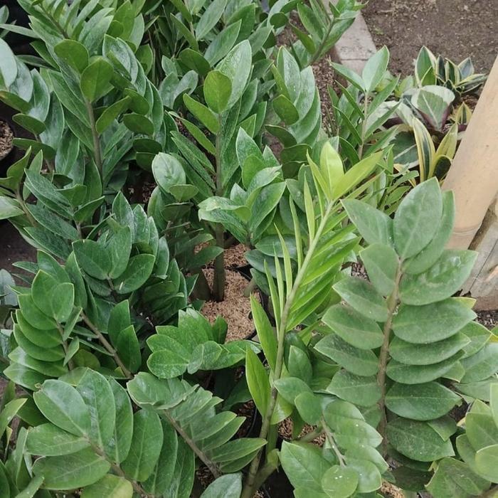 Tanaman Hias zz plant // tanaman hias dollar // ZZ plant / zamioculcas Zamioculcas zamiifolia.