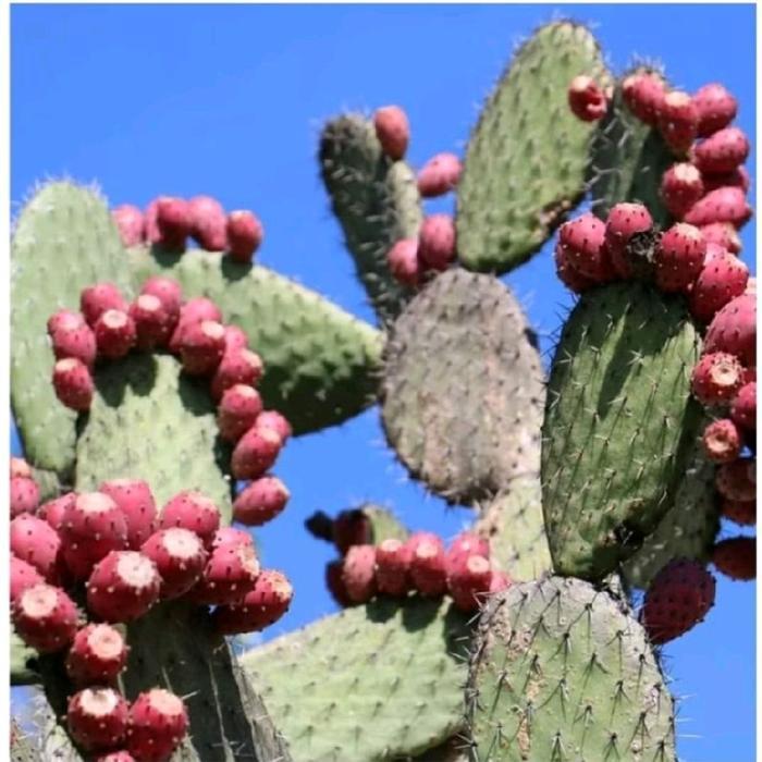READY BIBIT KAKTUS BARSUMY BUAH OPUNTIA FICUS INDICA Tanaman benih padi katak semangka cabe gurun