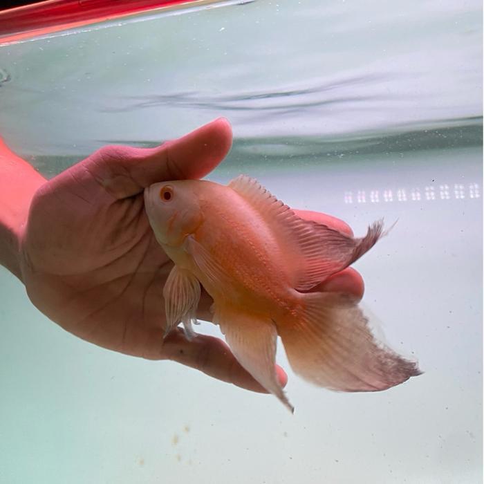 READY GE OSCAR ALBINO SLAYER SIZE 6 CM