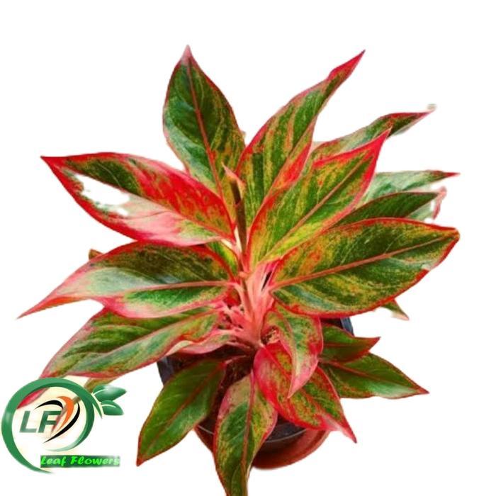 aglonema lipstik merah - tanamanhias aglonema siam aurora - aglonema siam aurora lipstik merah Daun