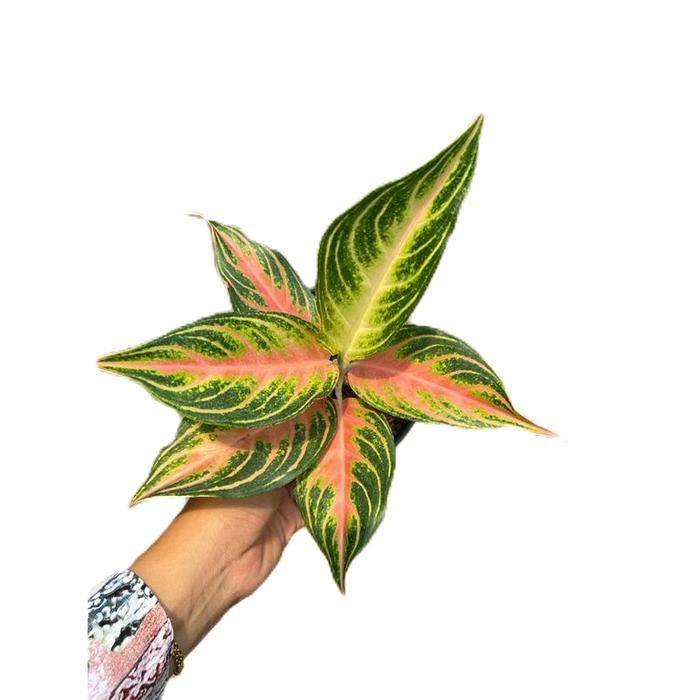 aglonema pink sunset - tanamanhias aglonema pink sunset