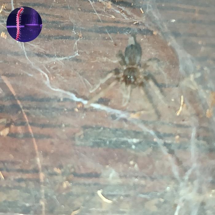 REDAY Terlaris sling Orphnaecus dichromatus 1,5-2cm Promo Murah