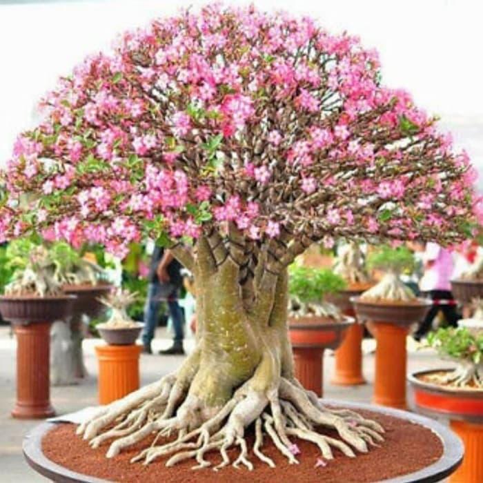 Banana Sport Benih / Bibit / Biji Rcn Adenium Arabicum Rachinee 10 Biji