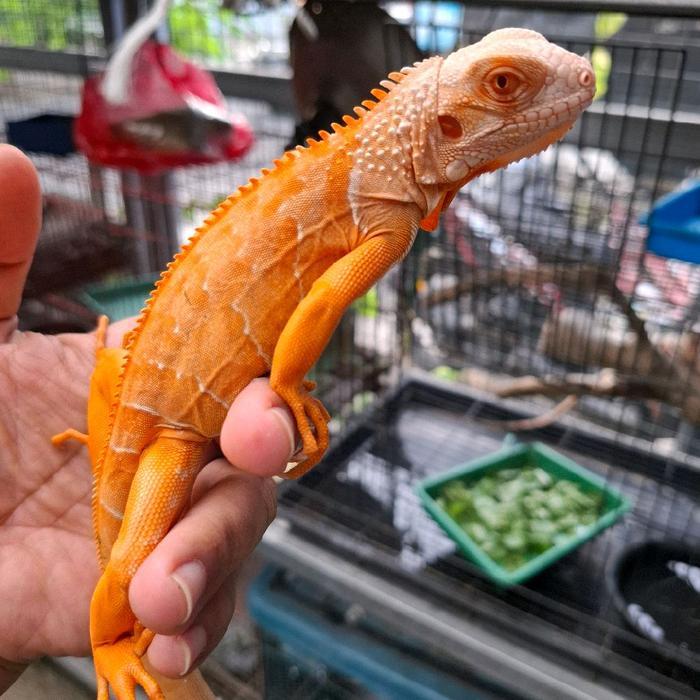 Spesial Promo Iguana Albino Red Merah Baby