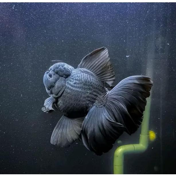 Koki Oranda Black Grade A #Gratisongkir