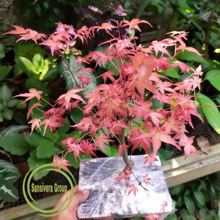 SALE Japanese Red Maple / Bonsai Maple