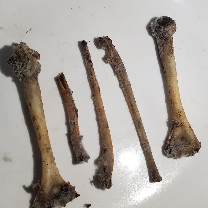tulang kukang