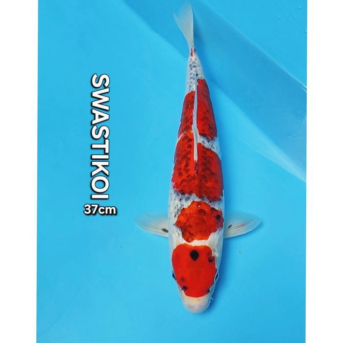 Ikan Koi Blitar Jumbo Goshiki 37Cm Terbaru 