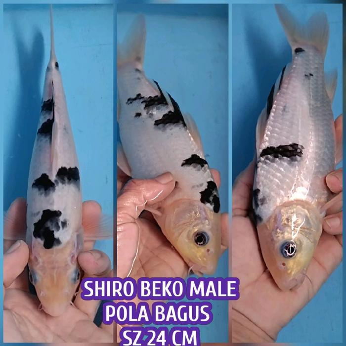Ikan Koi Blitar Shiro Utsuri Ready Kohaku Sanke Chagoi Showa Dll Terbaru 
