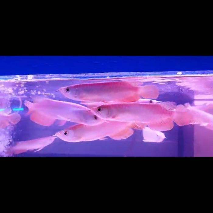 Ikan Arwana Golden Red Size 18-20 Cm Sertifikat Lengkap Dan Chip Dalam Terbaru 