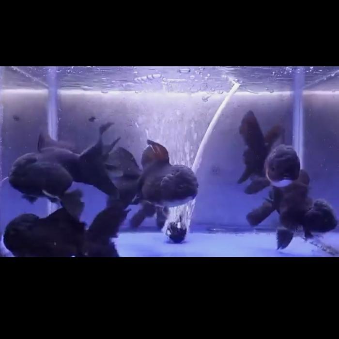 Ikan Mas Koki Oranda Black Jumbo Terbaru 