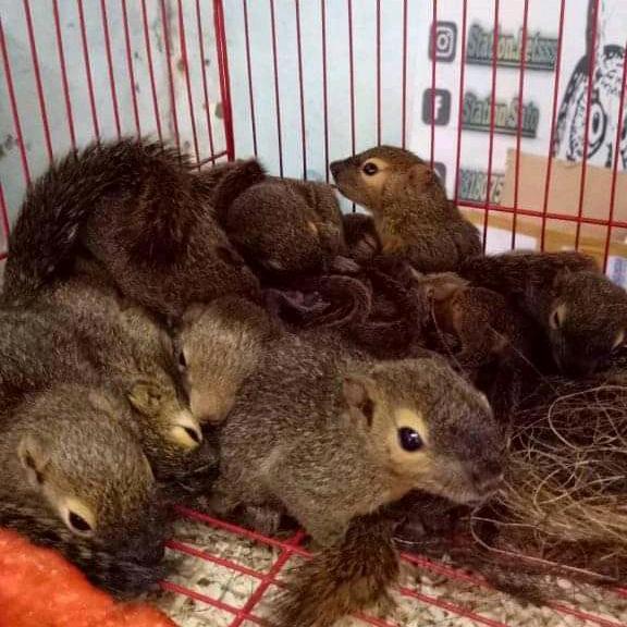 Tupai Kelapa/Bajing Kelapa/Bk/Squirell