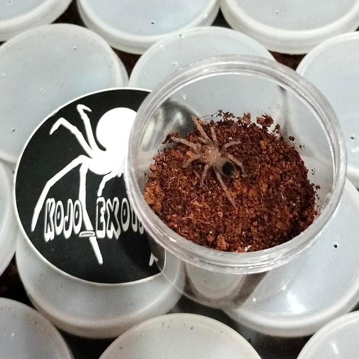 READY STOCK Brachypelma Albiceps Tarantula