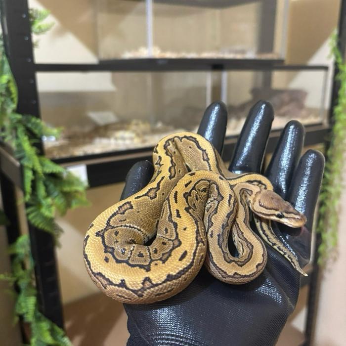REDAY Terlaris BallPython Pinstripe Het Pied Albino Jantan Promo Murah