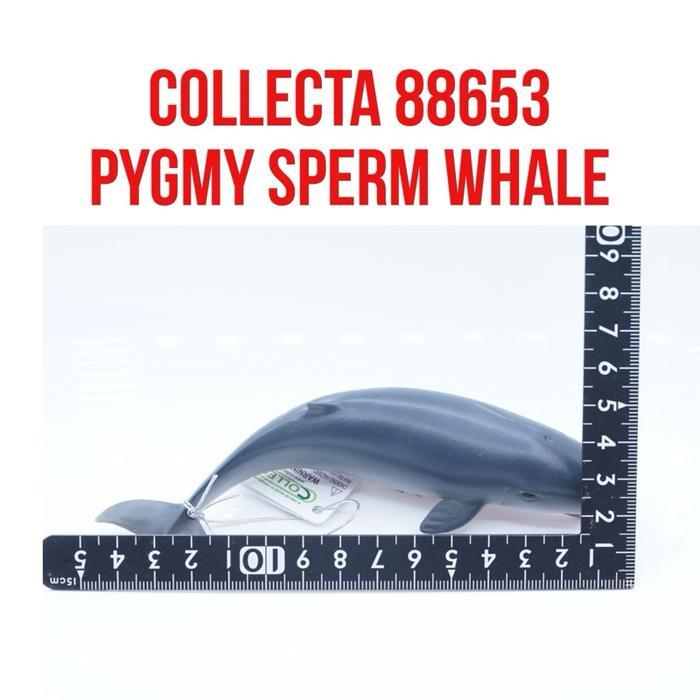 Grafi - Collecta 88653 Pygmy Sperm Whale Paus Sperma Kerdil Kogia Breviceps Mainan Binatang