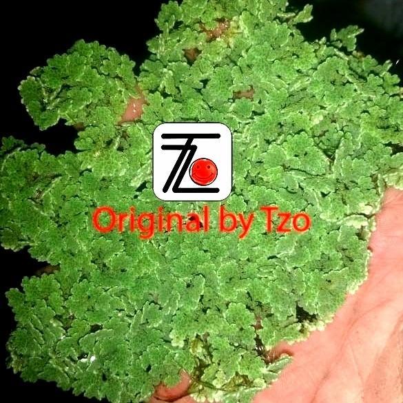 TERLARIS Azolla Microphylla