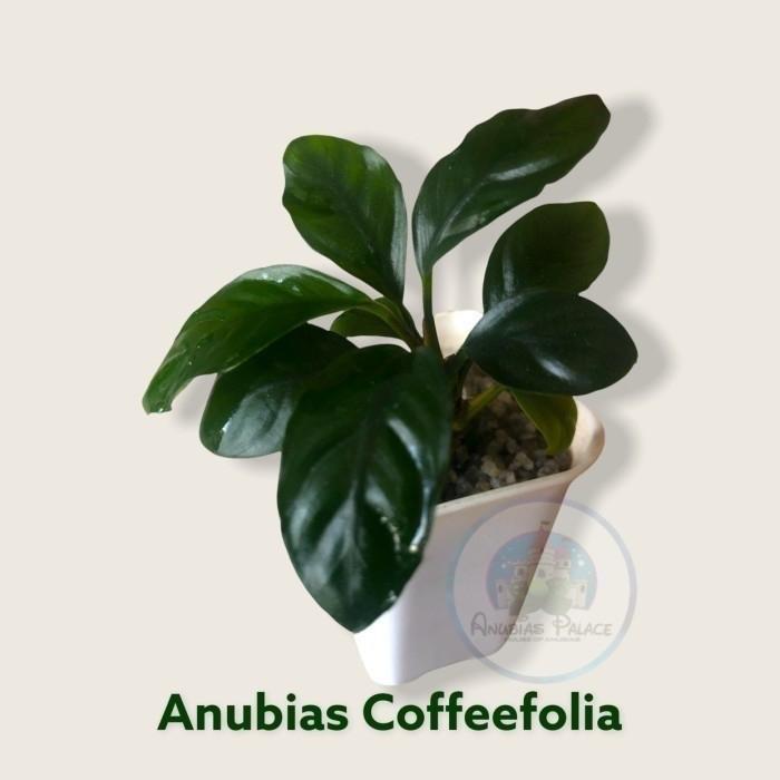 ANUBIAS COFFEEFOLIA / ANUBIAS BARTERI VAR COFFEEFOLIA