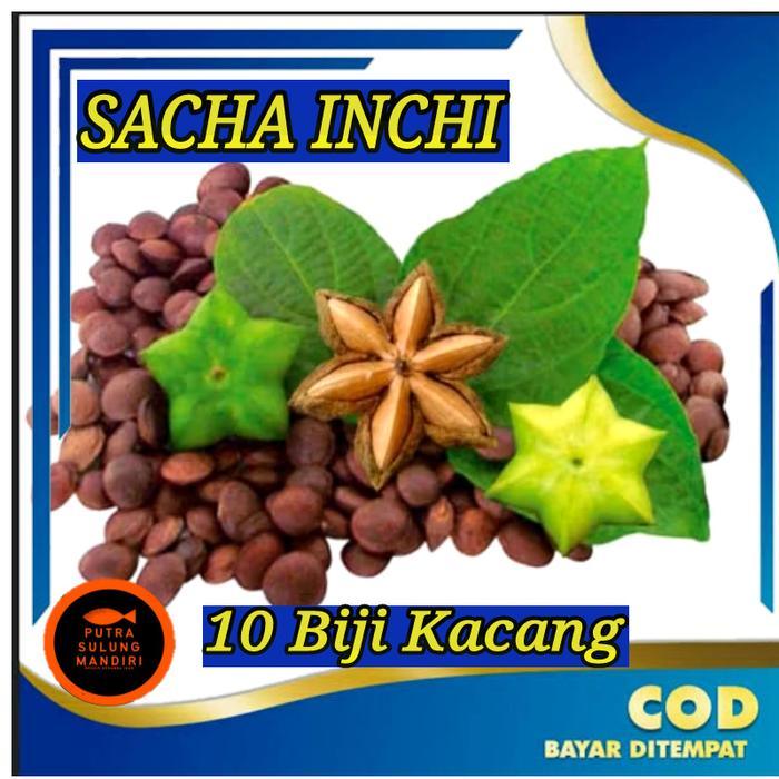 kacang sacha inchi 1kg kering