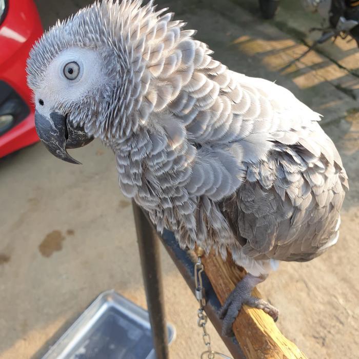 Ready Afgrey Jinak Total Talking / African Grey Talking