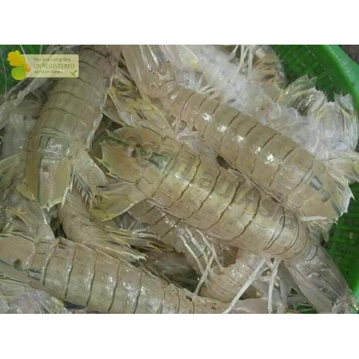 Ready Udang Ronggeng Segar / Udang Mantis Cakrek 1Kg