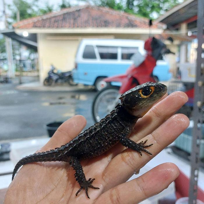 Spesial Promo kadal duri mata merah/croc skink dewasa lucu